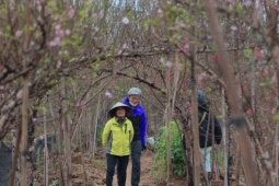 Cận Tết, người Hà Nội rộn ràng đi chọn đào, mua quất