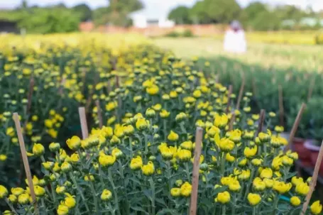 Cúc Đài Loan giá tiền triệu đắt hàng dịp Tết