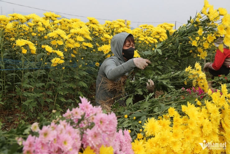 Nông dân mỏi tay nhổ hoa bán cho thương lái vì nhu cầu mua tăng cao. Ảnh: Phạm Công