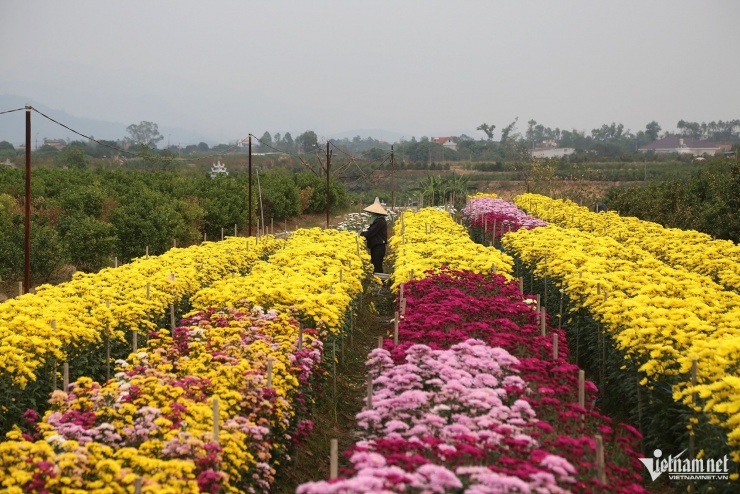 Hoa cúc được trồng nhiều tại vựa hoa Quảng Ninh do giá bán ổn định, đầu ra thuận lợi. Ảnh: Phạm Công