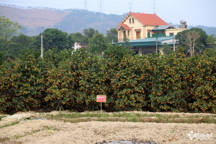 Các khu trồng quất cảnh đã đủ điều kiện bán với cây to, quả mọng. Ảnh: Phạm Công