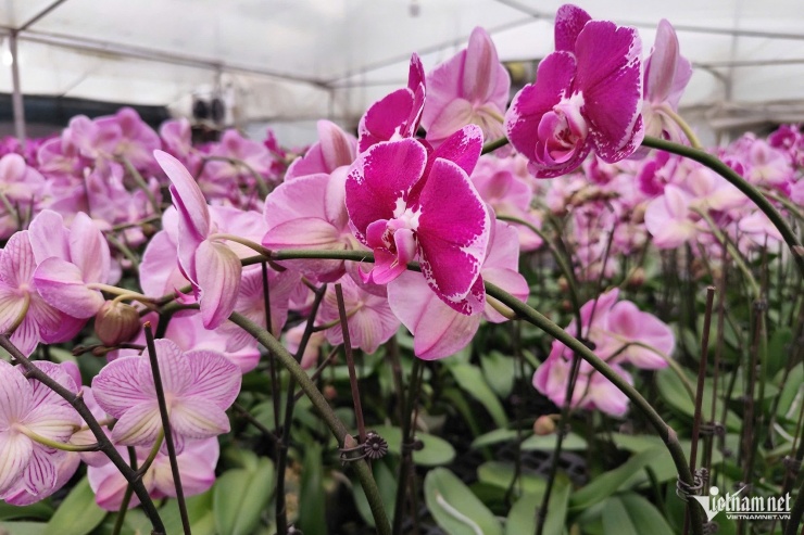 Dù chưa đến Tết Nguyên đán nhưng đã có nhiều khách đến xem và đặt trước. Ảnh: Phạm Công