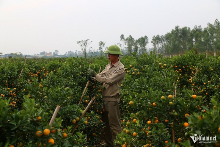 Nhiều sào trồng quất cảnh đã được thương lái đặt cọc mua cả vườn, thời điểm cận Tết sẽ được đưa đi bán tại chợ hoa. Ảnh: Phạm Công