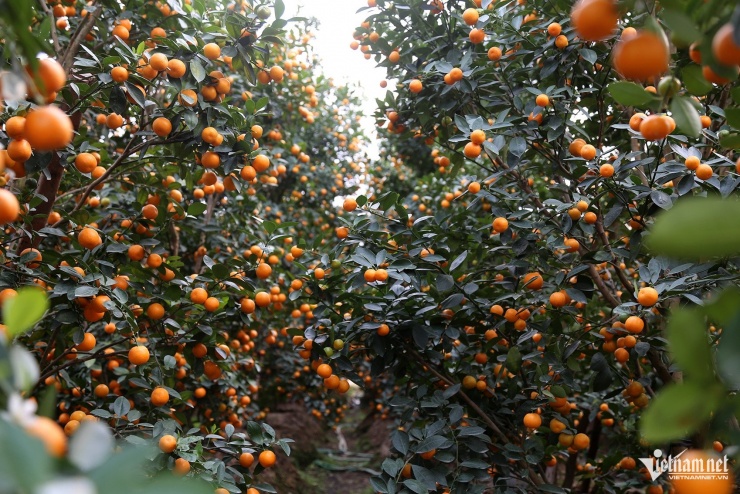 Mỏi tay chốt đơn ở vựa hoa lớn nhất Quảng Ninh, nông dân thu hơn nửa tỷ đồng - 9