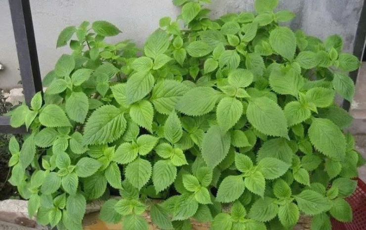 Kinh giới không chỉ góp phần tạo hương vị cho món ăn, kinh giới còn được xem là một thảo dược tự nhiên quý