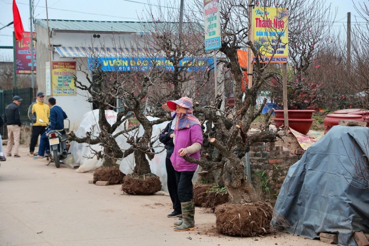 Nhiều loại đào được bày bán, từ đào thế bonsai, đào gốc, đào cây cao...