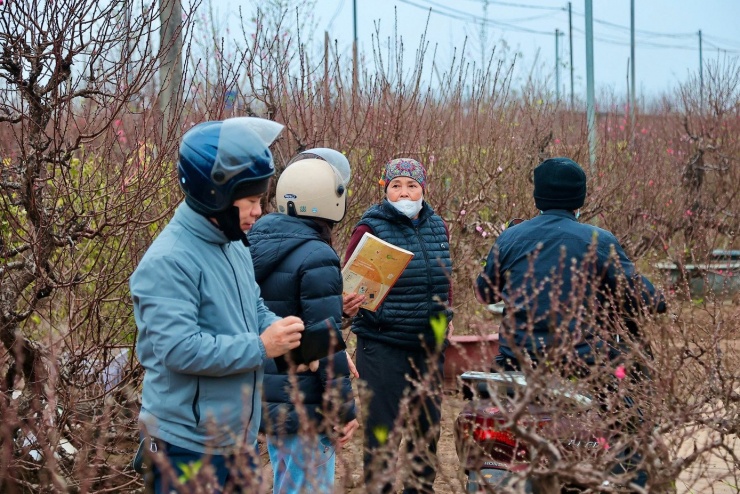 Nhiều thương lái đưa xe tải, xe ba gác vào vườn để chở đào đi các điểm bán.