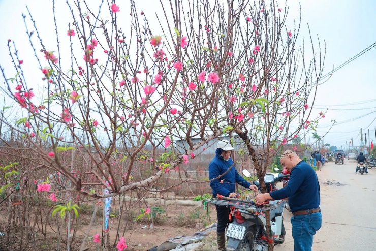 Người Hà Nội nhộn nhịp đi mua đào chơi Tết sớm - 7
