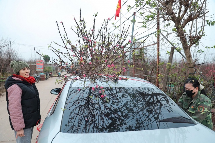 Theo một chủ vườn, khoảng 30% lượng đào trong vườn đã nở sớm, chủ yếu là đào huyền và đào bích cổ thụ. Các chủ vườn chỉ mong sao thời gian tới thời tiết vẫn lạnh như mấy hôm nay thì mau ra còn cứu vớt được một phần. Nếu tiếp tục nắng ấm thì đào sẽ bung nở hết và điều đó đồng nghĩa với việc giá sẽ tăng vì thiếu nguồn cung phù hợp.