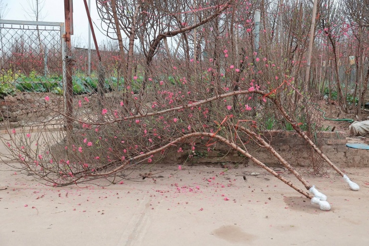 Ông Nguyễn Văn Long - phường Hồng Hà, một chủ vườn đào Nhật Tân - cho biết, giá đào năm nay khá đa dạng. “Đào vọt cành nhỏ nhất cũng từ 1-3 triệu đồng, còn đào cành thì dao động từ vài chục nghìn đến vài triệu, tùy kích thước, dáng thế và độ đẹp. Càng gần Tết, lượng khách tới xem và mua càng đông”, ông Long chia sẻ.