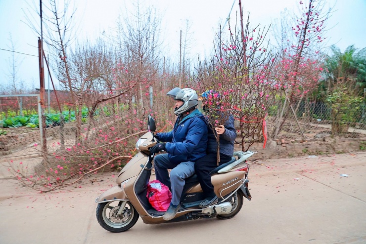 Thay vì ra chợ, nhiều người dân đến tận vườn để chọn những cành đào ưng ý nhất về chơi Tết.