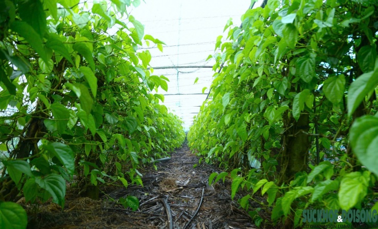 Tết đến, cả làng lại tất bật 'đếm lá tính tiền' - 1