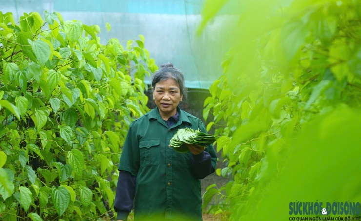 Tết đến, cả làng lại tất bật 'đếm lá tính tiền' - 2