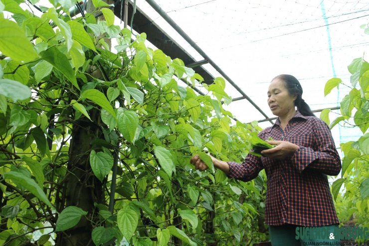 Cận Tết Nguyên đán, người dân phường Vinh Phú lại tất bật thu hoạch trầu không để kịp giao cho thương lái.