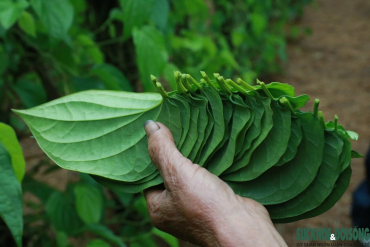 Lá trầu được phân loại ngay tại vườn, lá đẹp phục vụ thờ cúng, lễ nghi, lá nhỏ hơn bán cho các cơ sở chiết xuất tinh dầu.