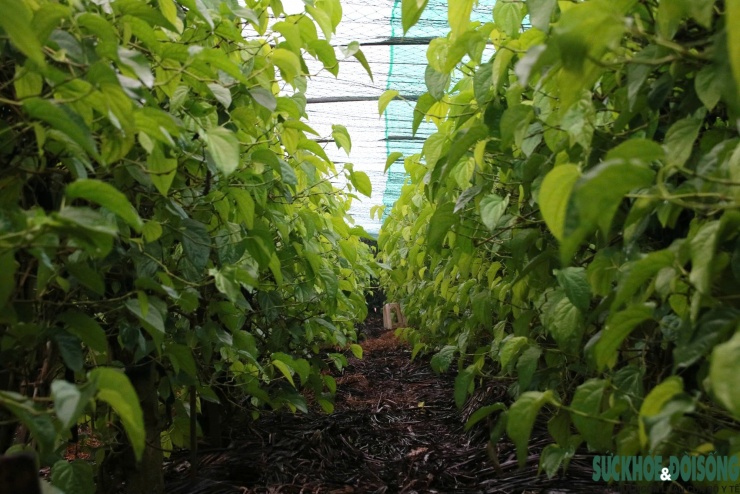 Nhờ cây trầu, loại cây được ví là "đếm lá tính tiền" nhiều gia đình ở Vinh Phú có thu nhập ổn định, tạo sinh kế bền vững quanh năm.