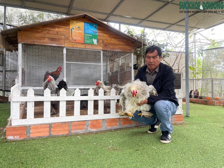 Ông Bùi Mạnh Dũng (SN 1968, trú phường Nam Đông Hà, tỉnh Quảng Trị) là người có hơn chục năm gắn bó với thú chơi gà cảnh. Người đàn ông này hiện sở hữu một bộ sưu tập gà quý hiếm, độc đáo được nhiều người cùng đam mê đánh giá cao.