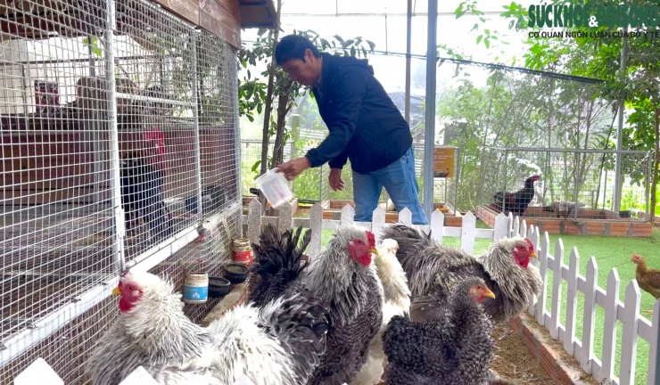 Ông Dũng cho biết, niềm đam mê với những giống gia cầm đẹp mắt đến với ông rất tình cờ. Năm 2015, trong một lần giao lưu với bạn bè, ông được giới thiệu về các giống gà lạ, đẹp. Thấy hứng thú, ông tìm hiểu sâu và nhanh chóng bị cuốn hút. "Ban đầu tôi chỉ nuôi vài con cho vui, nhưng sau đó bị cuốn hút bởi mỗi con gà có một dáng vẻ riêng từ màu lông, dáng đi và thần thái. Chăm sóc lâu ngày sẽ thấy được “cái hồn” của từng con gà", ông Dũng chia sẻ.