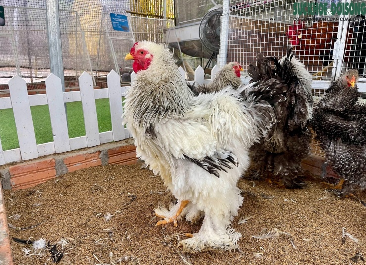 Ông Dũng tìm hiểu và có cho mình nhiều giống gà quý trên thế giới. Chúng đều có những điểm đặc biệt về hình thể, tập tính riêng biệt. Trong đó, có giống gà Brahma có nguồn gốc từ Mỹ, được mệnh danh là “vua của các loại gà”. Chú gà trống Brahma nặng nhất của ông Dũng ước chừng khoảng 20kg.