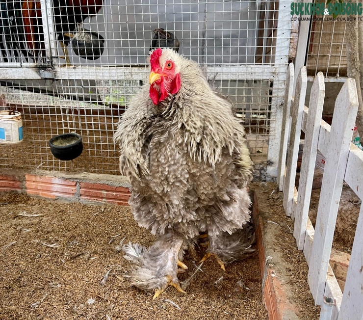 Chúng được mệnh danh là "vua của các loại gà" bởi trọng lượng vượt trội, dáng đứng bệ vệ và bộ lông phủ kín từ cổ xuống chân. Để sở hữu một con gà Brahma đẹp, người chơi phải bỏ ra số tiền không nhỏ, có con giá lên tới hàng chục triệu đồng.