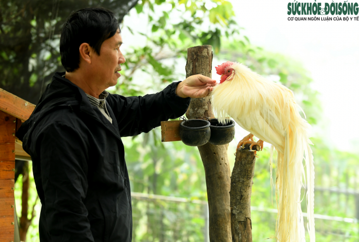 Việc chăm sóc gà cảnh đòi hỏi sự tỉ mỉ và chế độ nghiêm ngặt. Chuồng trại phải được thiết kế thông thoáng, sạch sẽ, đảm bảo ánh sáng và nhiệt độ phù hợp. Thức ăn cho gà được phối trộn kỹ lưỡng, kết hợp giữa thức ăn công nghiệp, ngũ cốc, rau xanh và vitamin để đảm bảo gà phát triển toàn diện, giữ được bộ lông đẹp và thể trạng tốt. Những năm qua, ông Dũng mang gà của mình tham dự và giành nhiều giải cao trong các cuộc thi giúp ông có thêm tâm huyết với thú chơi độc đáo này.