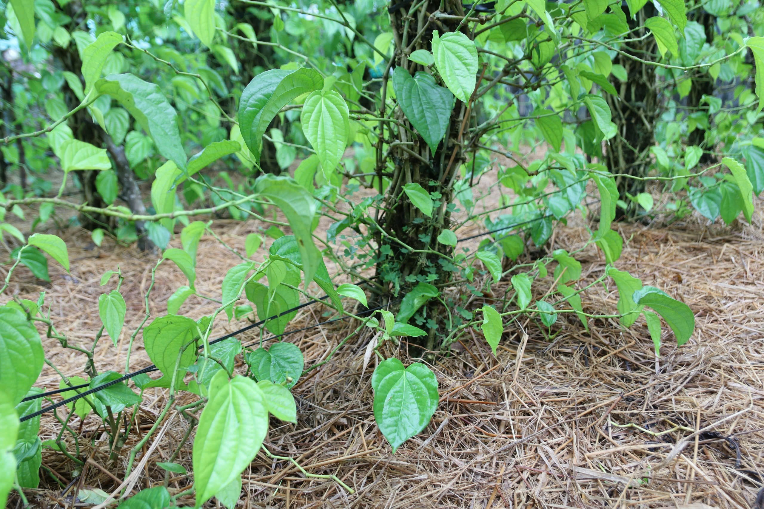 Sau mưa bão, người dân mất nhiều tuần chăm sóc, phục hồi vườn trầu để kịp vụ thu hoạch dịp Tết.