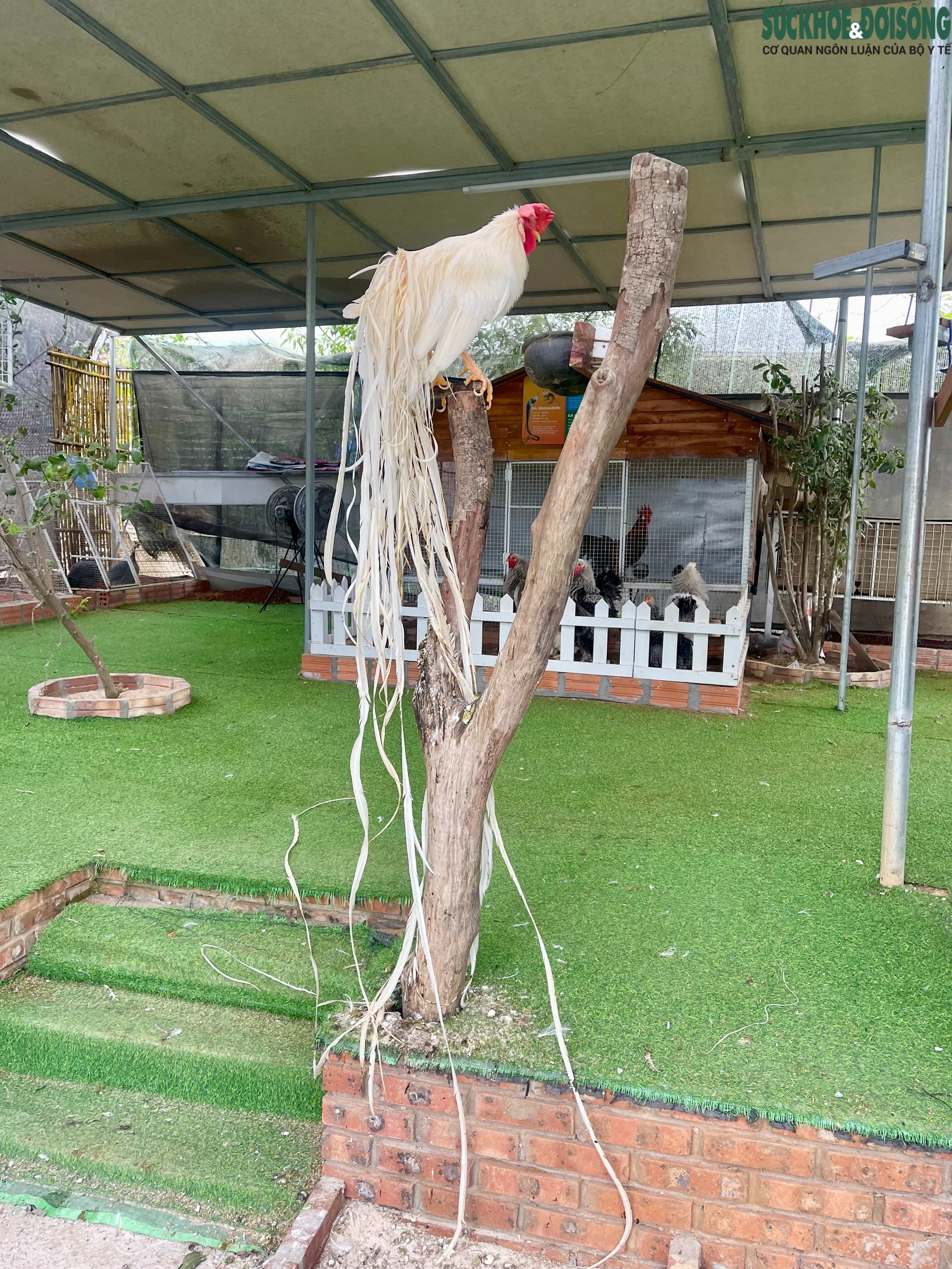 Một giống gà độc đáo khác trong "bộ sưu tập" của ông Dũng là Onagadori có xuất xứ từ Nhật Bản. Chúng được mệnh danh là giống gà có bộ lông đuôi dài nhất thế giới. Giống gà này toát ra dáng vẻ cao quý với bộ đuôi dài, óng ả vô cùng bắt mắt.