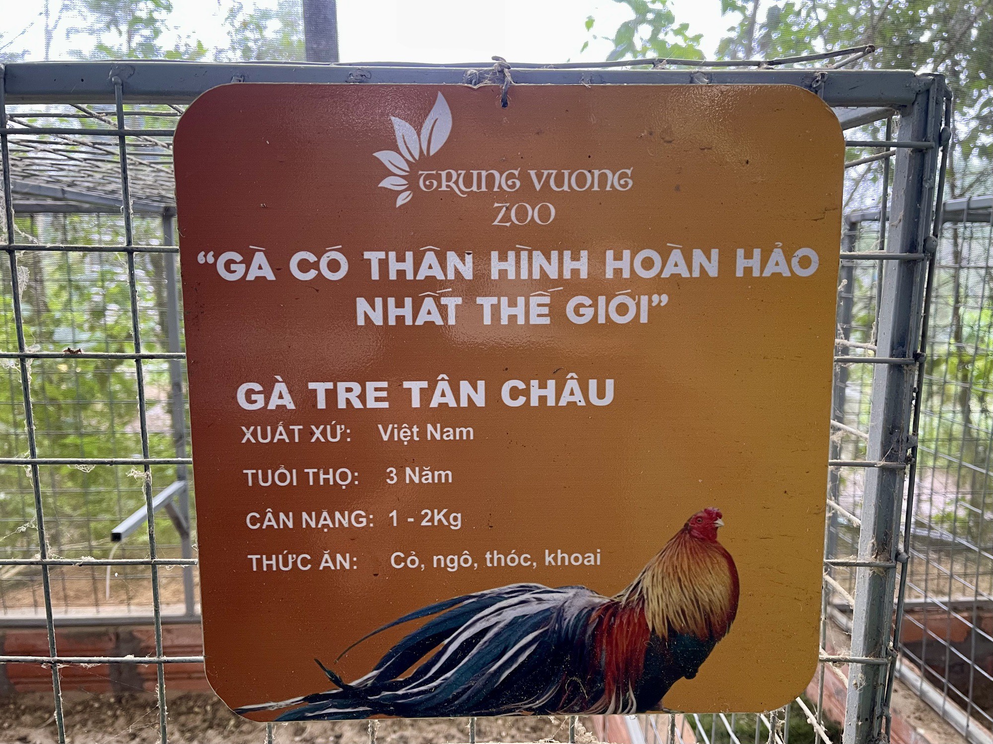 Trong bộ sưu tập các giống gà độc, lạ của ông dũng có "đại diện" đến từ Việt Nam là giống gà tre Tân Châu được mệnh danh là một trong những giống gà có thân hình hoàn hảo nhất thế giới.