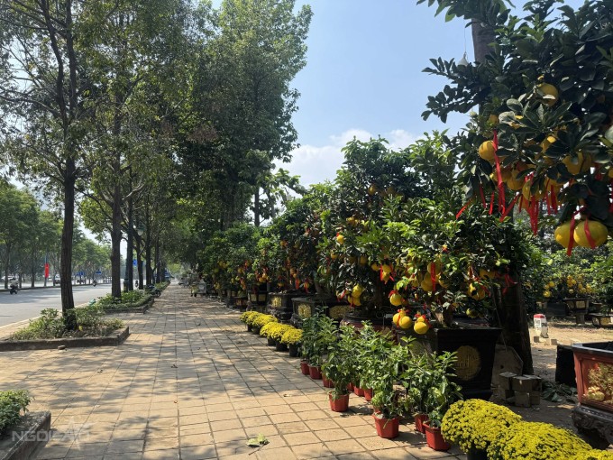 Những chậu bưởi Diễn nhuộm vàng tuyến đường Mai Chí Thọ, phường An Khánh. Ảnh: Hoàng Yến.