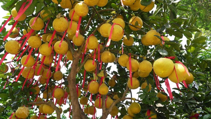 Cây bưởi Diễn lớn có thể mang từ 100 đến 200 quả. Ảnh: Hoàng Yến.