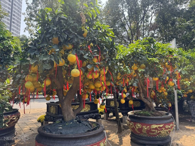 Hai chậu bưởi Diễn trị giá 55 triệu đồng. Ảnh: Hoàng Yến.