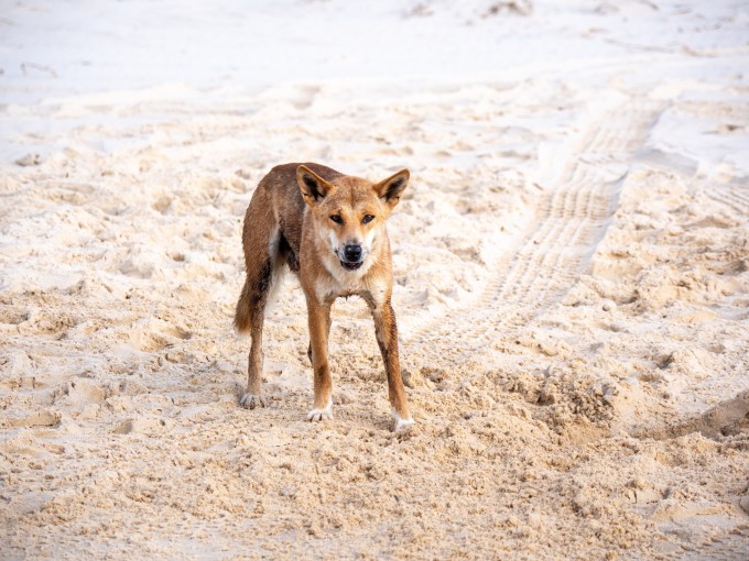 Một con dingo trên đảo K'gari. Ảnh: Queensland