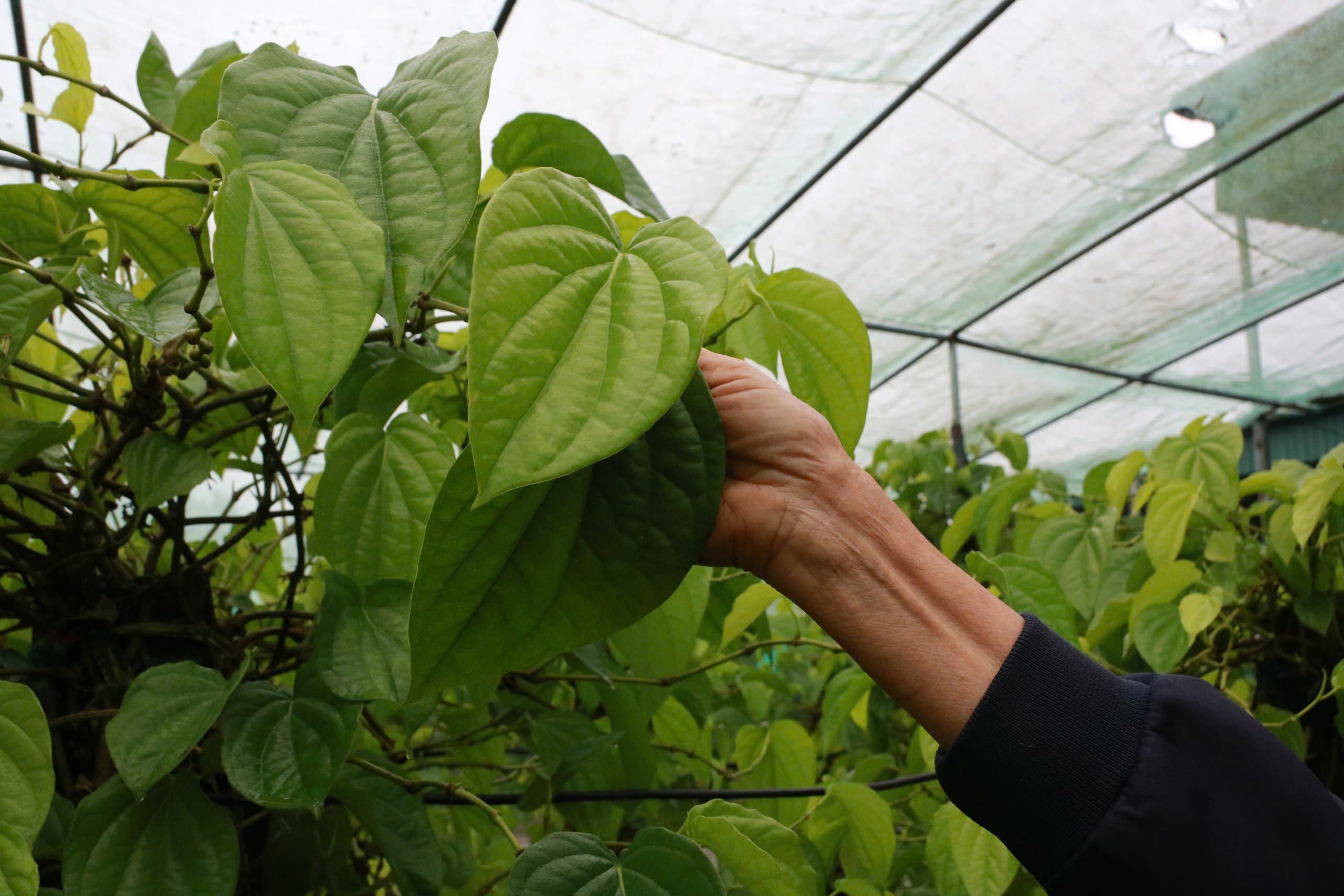 Sau mưa bão, người dân mất nhiều tuần chăm sóc, phục hồi vườn trầu để kịp vụ thu hoạch dịp Tết.