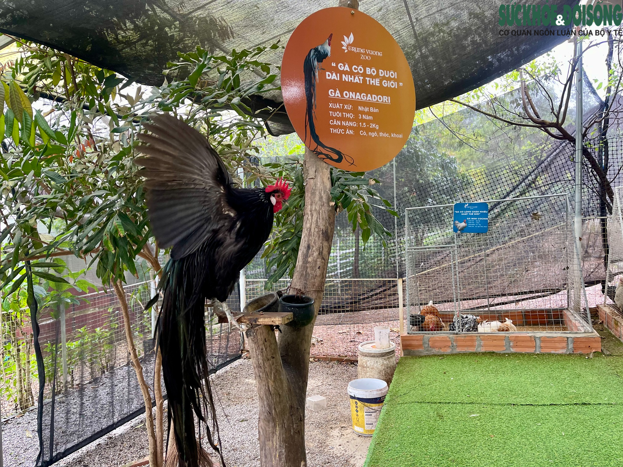 Một giống gà độc đáo khác trong "bộ sưu tập" của ông Dũng là Onagadori có xuất xứ từ Nhật Bản. Chúng được mệnh danh là giống gà có bộ lông đuôi dài nhất thế giới. Giống gà này toát ra dáng vẻ cao quý với bộ đuôi dài, óng ả vô cùng bắt mắt.