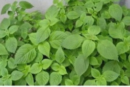 Kinh giới: Loại rau gia vị quen thuộc nhưng là thảo dược quý