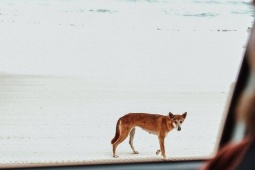 Tiêu hủy đàn chó cắn chết nữ du khách ở Australia