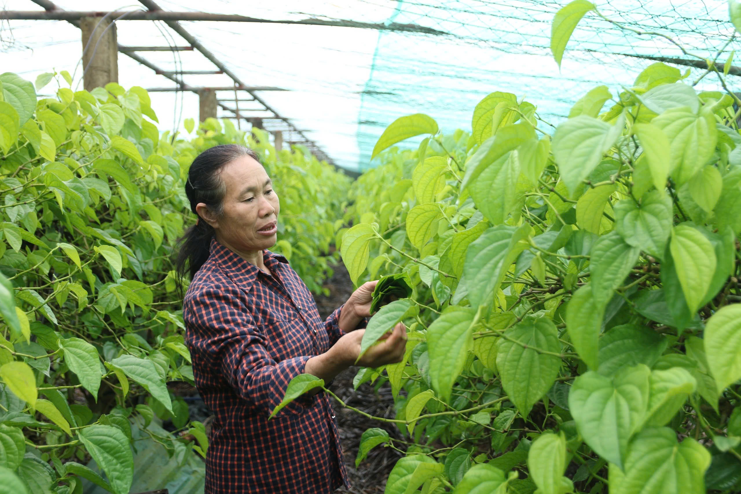 Sau mưa bão, người dân mất nhiều tuần chăm sóc, phục hồi vườn trầu để kịp vụ thu hoạch dịp Tết.