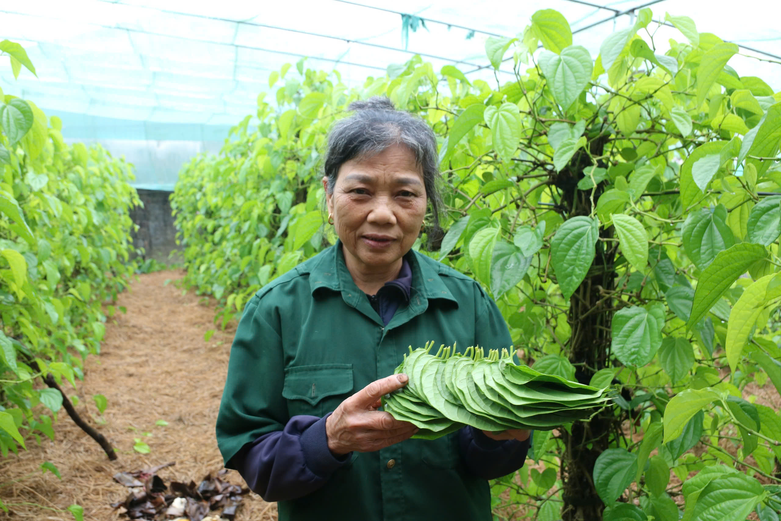 Có những ngày cao điểm, mỗi hộ xuất bán hàng nghìn lá trầu, thu về 2-3 triệu đồng/ngày chỉ tính bằng… số lá.