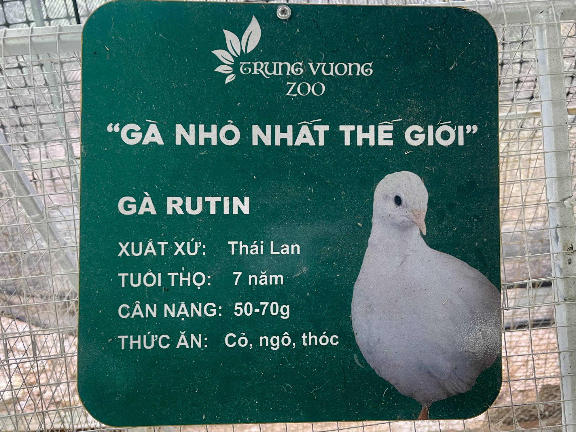 Ông Dũng còn nuôi giống gà Rutin có xuất xử từ Thái Lan, được mệnh danh là giống gà nhỏ nhất thế giới. Kích thước của gà trưởng thành chưa bằng nắm tay người lớn.