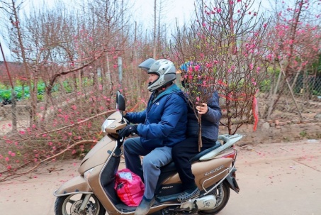 Cận Tết, người Hà Nội rộn ràng đi chọn đào, mua quất