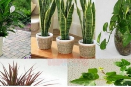 4 loại cây có độc, nhiều người vẫn thường xuyên trồng làm cảnh