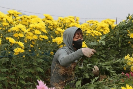 Mỏi tay chốt đơn ở vựa hoa lớn nhất Quảng Ninh, nông dân thu hơn nửa tỷ đồng