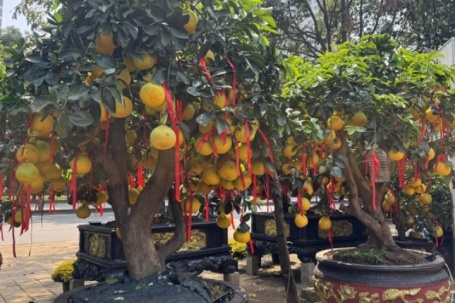 Cây bưởi Diễn trăm quả giá hàng chục triệu đồng hút khách chơi Tết