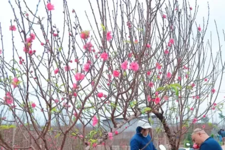 Người Hà Nội nhộn nhịp đi mua đào chơi Tết sớm