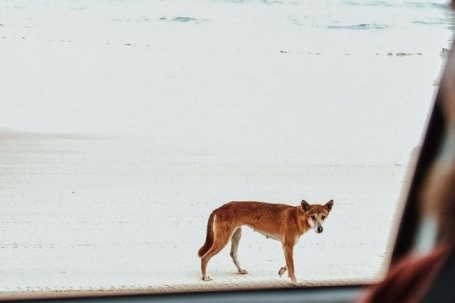 Tiêu hủy đàn chó cắn chết nữ du khách ở Australia