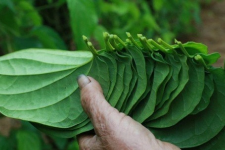 Tết đến, cả làng lại tất bật 'đếm lá tính tiền'