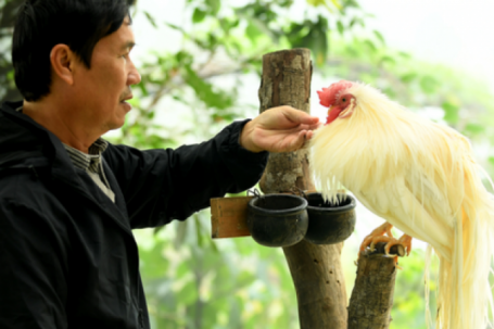 Người đàn ông U60 và bộ sưu tập những giống gà 'nhất thế giới'