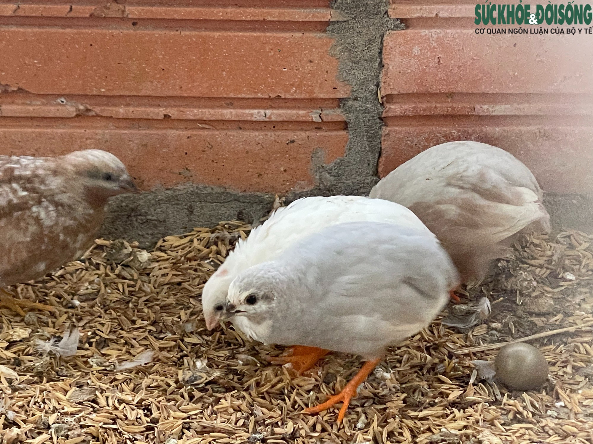 Ông Dũng còn nuôi giống gà Rutin có xuất xử từ Thái Lan, được mệnh danh là giống gà nhỏ nhất thế giới. Kích thước của gà trưởng thành chưa bằng nắm tay người lớn.