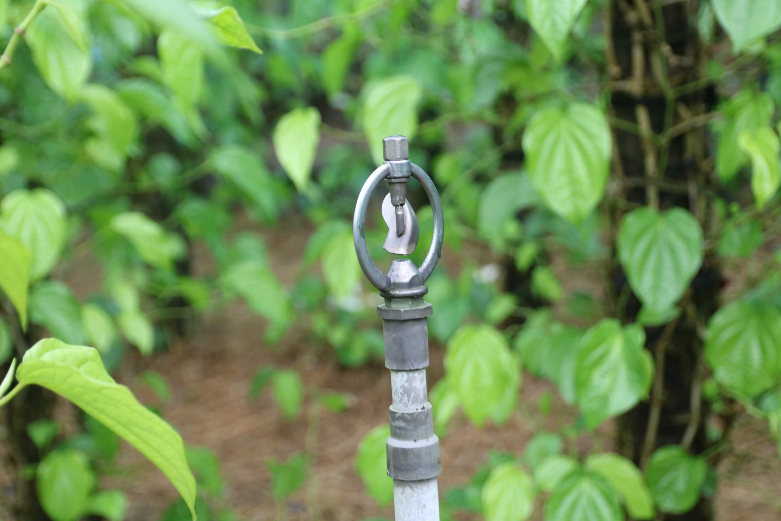 Để bảo vệ vườn trầu trước thời tiết khắc nghiệt, nhiều hộ đầu tư nhà lưới, hệ thống tưới tự động và phủ rơm rạ dưới gốc.