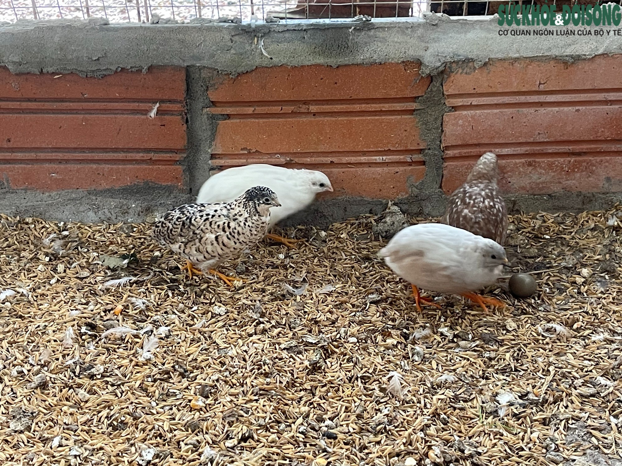 Ông Dũng còn nuôi giống gà Rutin có xuất xử từ Thái Lan, được mệnh danh là giống gà nhỏ nhất thế giới. Kích thước của gà trưởng thành chưa bằng nắm tay người lớn.